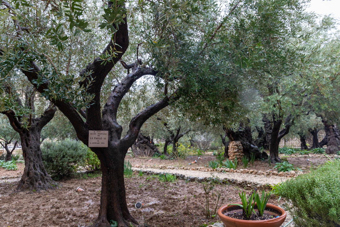 Oliviers anciens dans un jardin